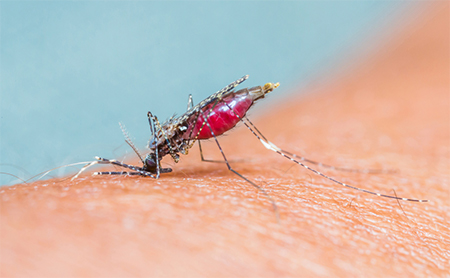 Close-up of a mosquito biting someone's arm